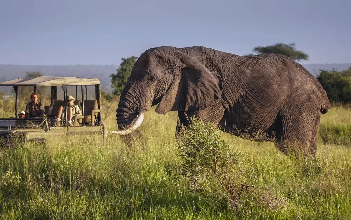 Safari vehicle with guests observing elephant in grassland, Little Chem Chem, Lake Manyara, Tanzania