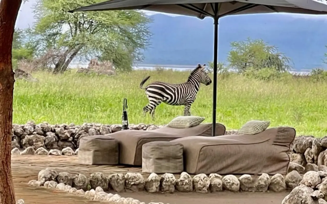 Zebra grazing in savanna visible from lounge seating area, Little Chem Chem, Lake Manyara, Tanzania