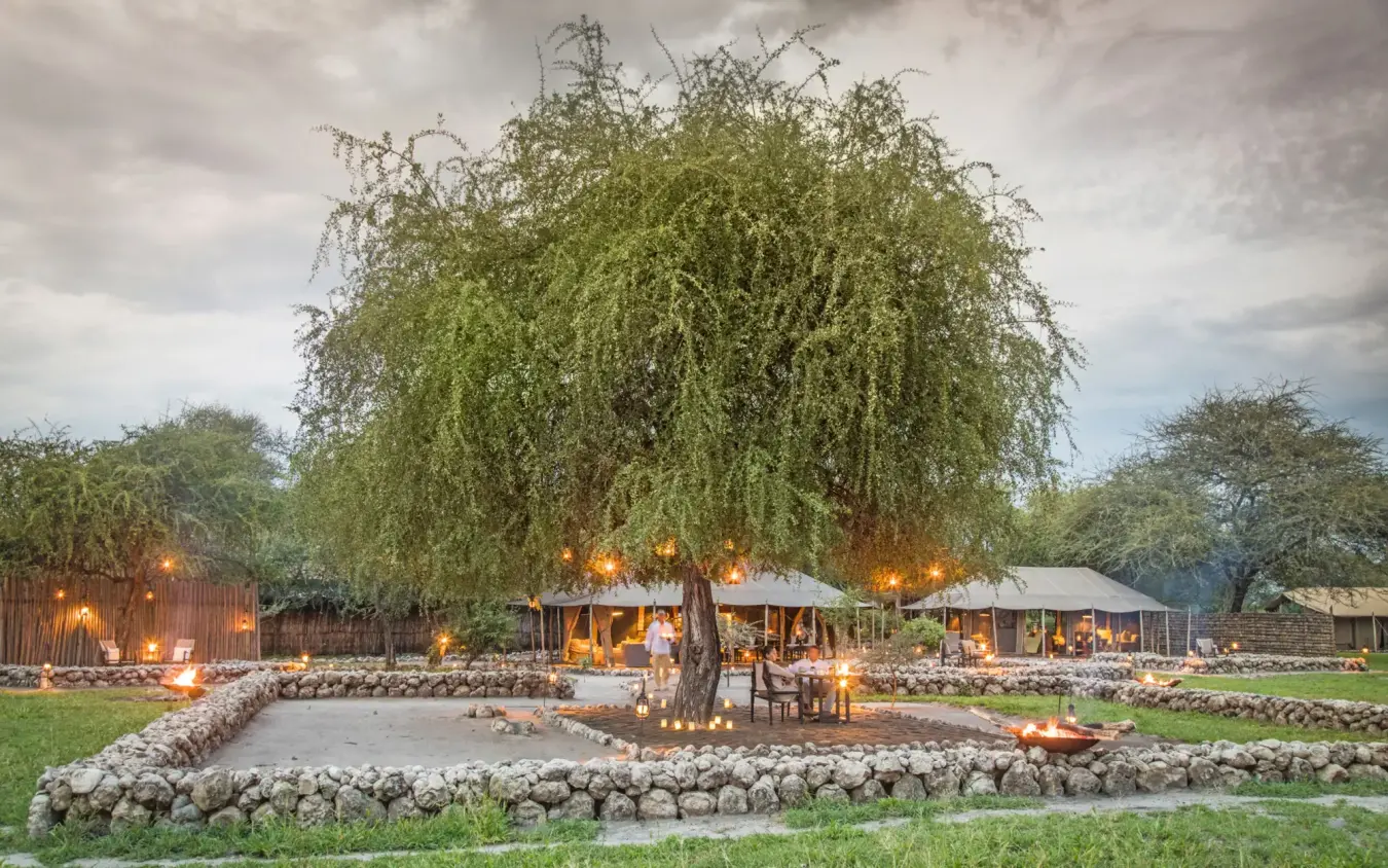 Illuminated dining area beneath large weeping tree at dusk, Little Chem Chem, Lake Manyara, Tanzania