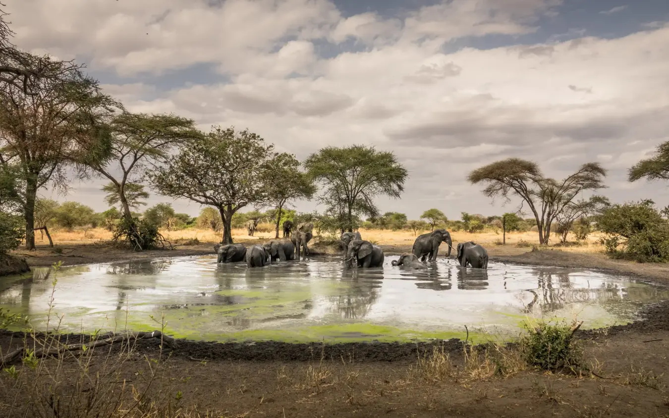 Elephant herd bathing together at waterhole under acacia trees, Little Chem Chem, Lake Manyara, Tanzania