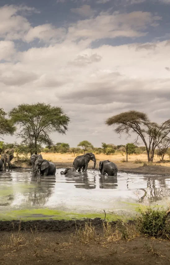 Elephant herd bathing together at waterhole under acacia trees, Little Chem Chem, Lake Manyara, Tanzania