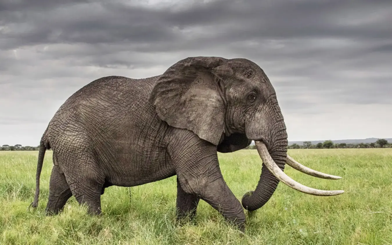 African elephant with tusks walking across savanna grassland, Little Chem Chem, Lake Manyara, Tanzania
