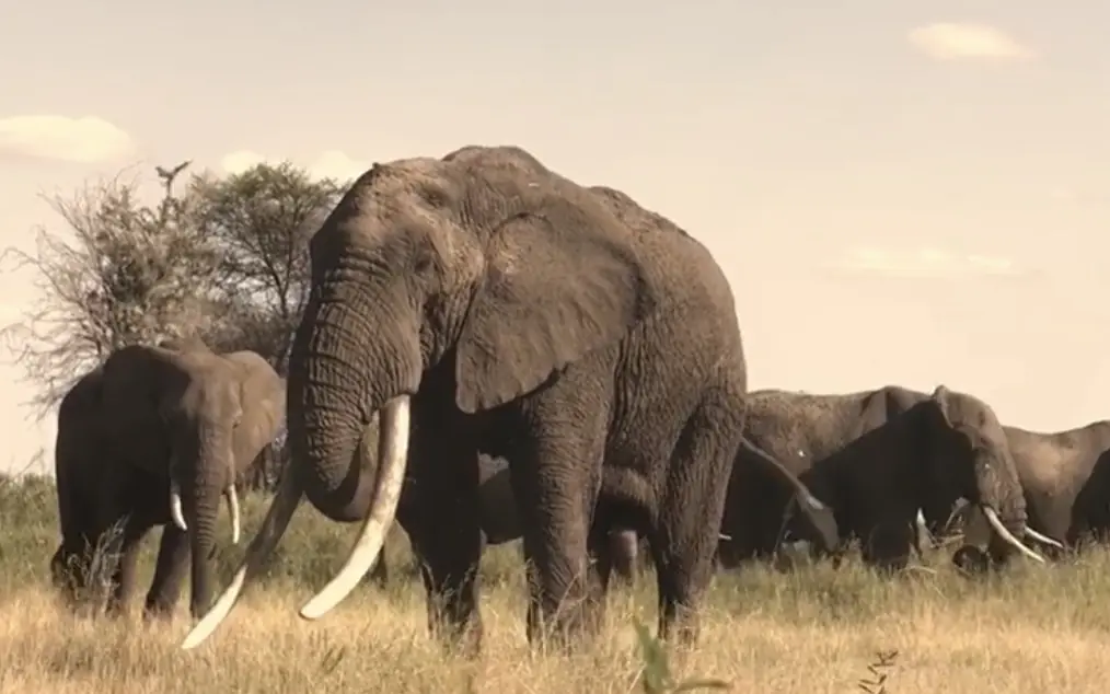 Herd of African elephants grazing in savanna grassland, Little Chem Chem, Lake Manyara, Tanzania