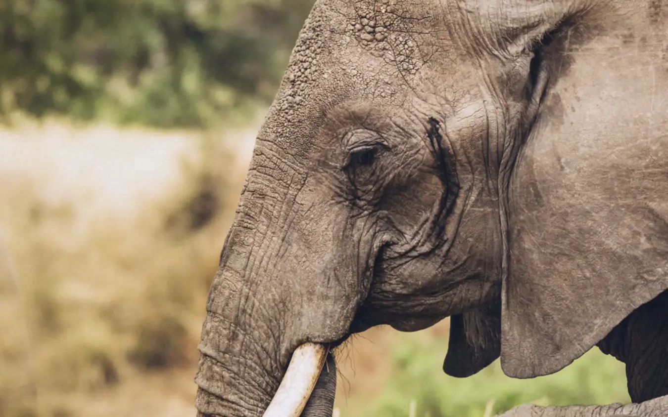 Adult elephant with calf touching trunks together, Little Chem Chem, Lake Manyara, Tanzania