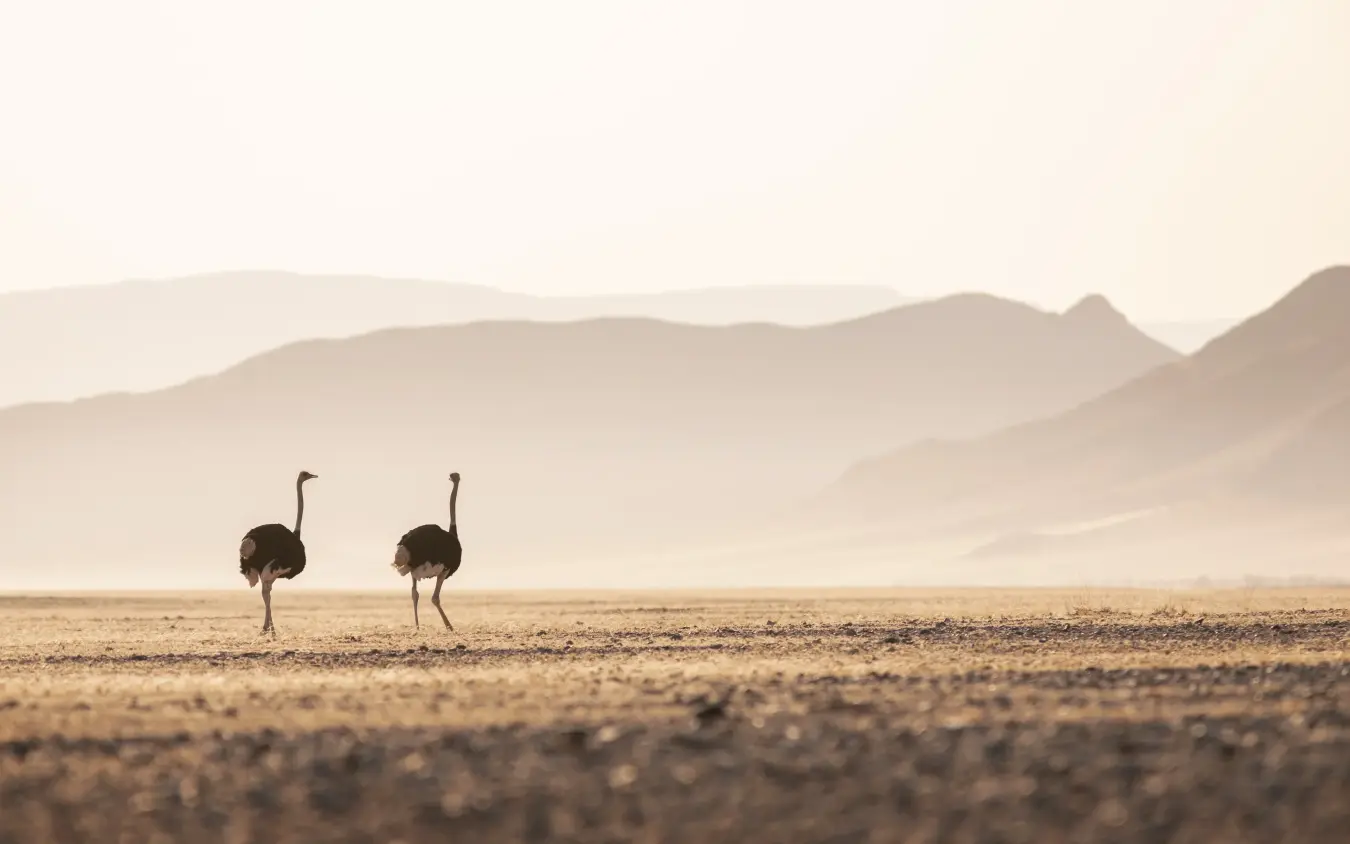 Two ostriches walking across arid desert plain with mountains in background, Little Kulala, Sossusvlei, Namibia