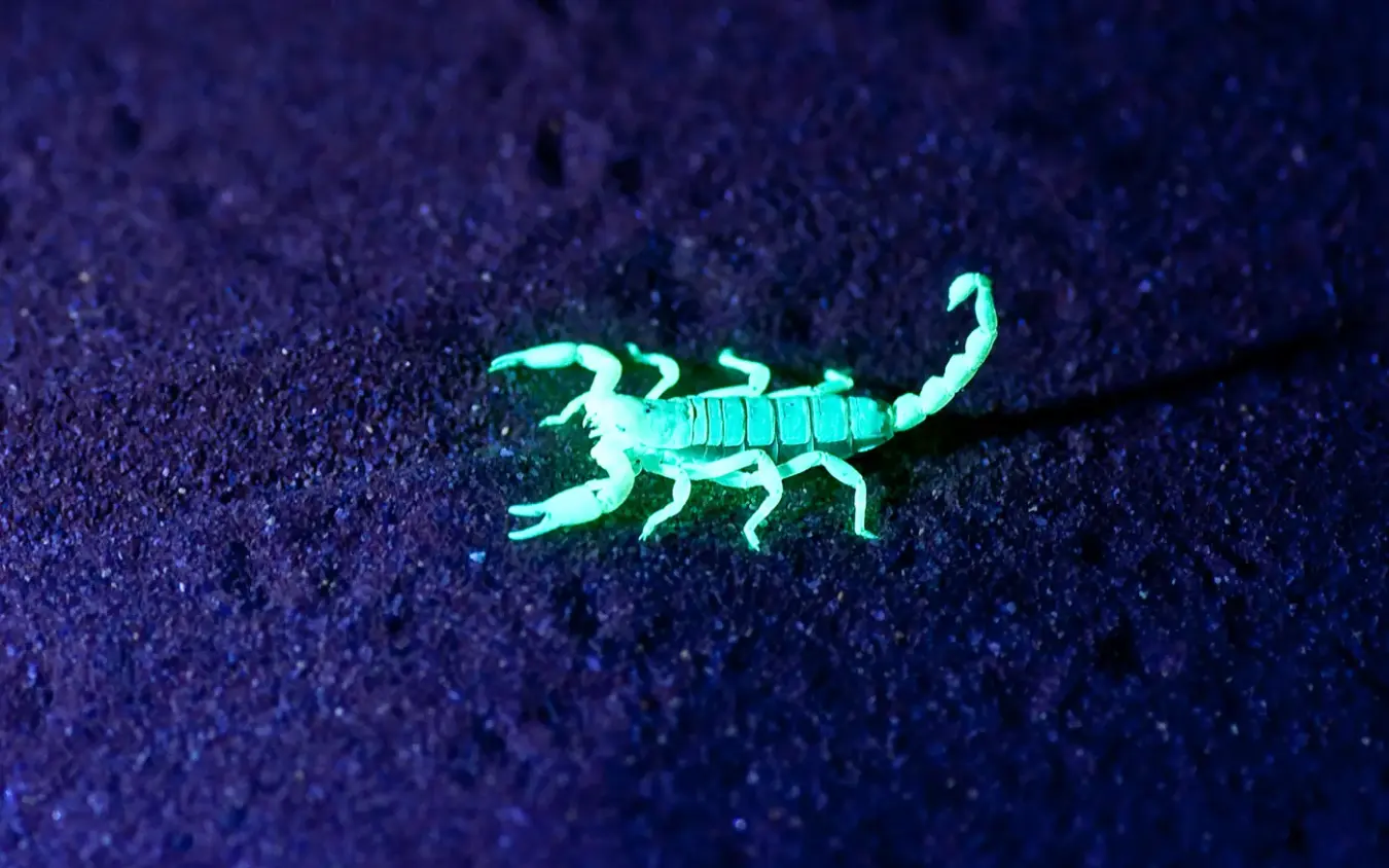 Scorpion glowing under ultraviolet light on sand at night, Little Kulala, Sossusvlei, Namibia