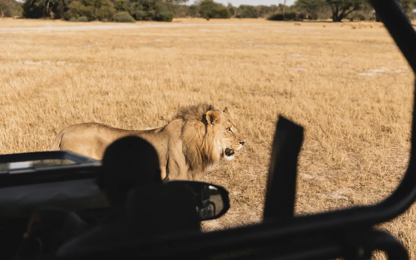 Lion observed from safari vehicle in dry grassland, Little Makalolo, Hwange National Park, Zimbabwe