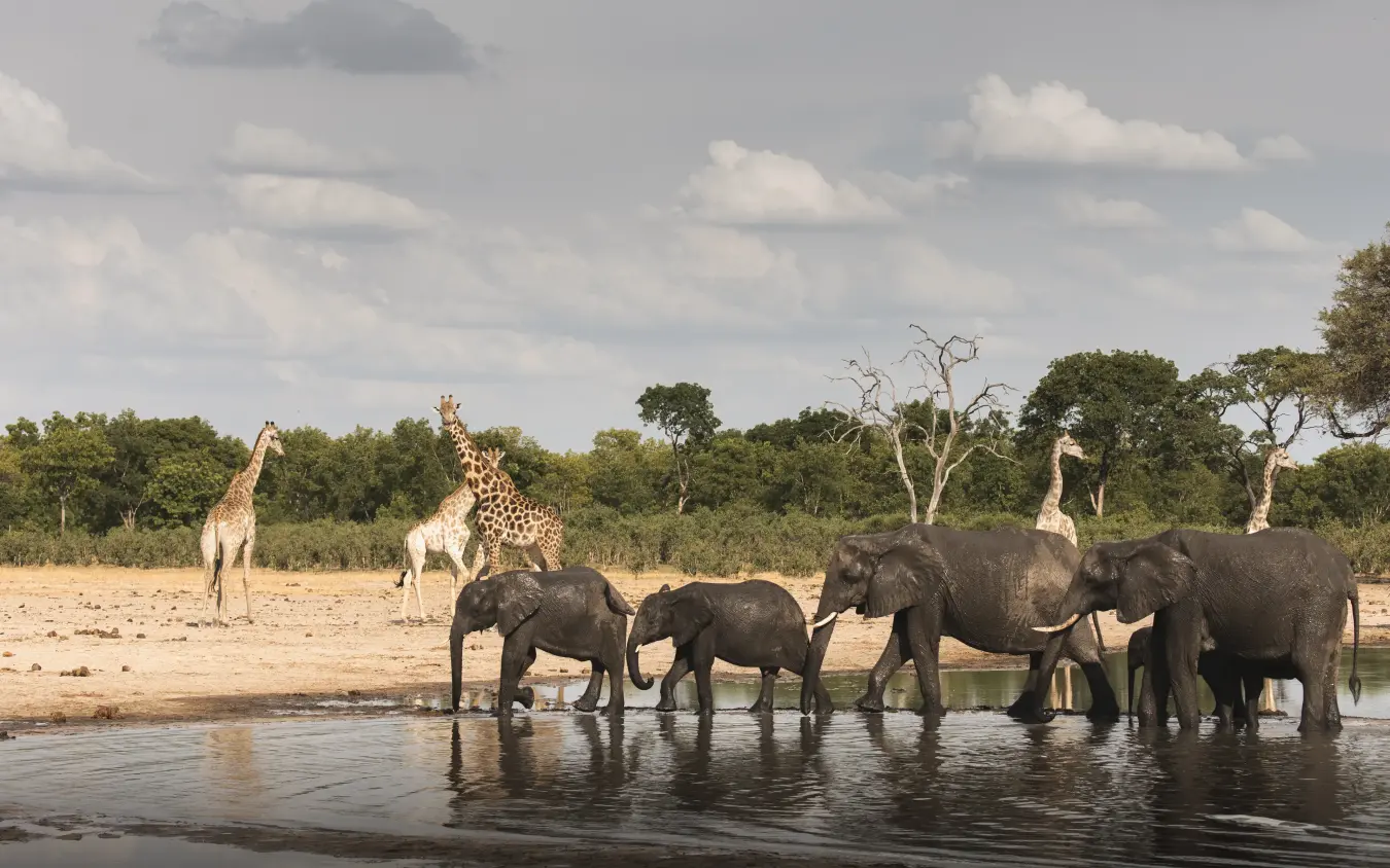 Elephants and giraffes drinking at waterhole during daytime, Little Makalolo, Hwange National Park, Zimbabwe