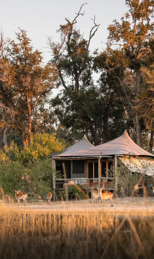 Elevated safari lodge with thatched roof overlooking waterhole at dusk, Little Vumbura, The Okavango Delta, Botswana
