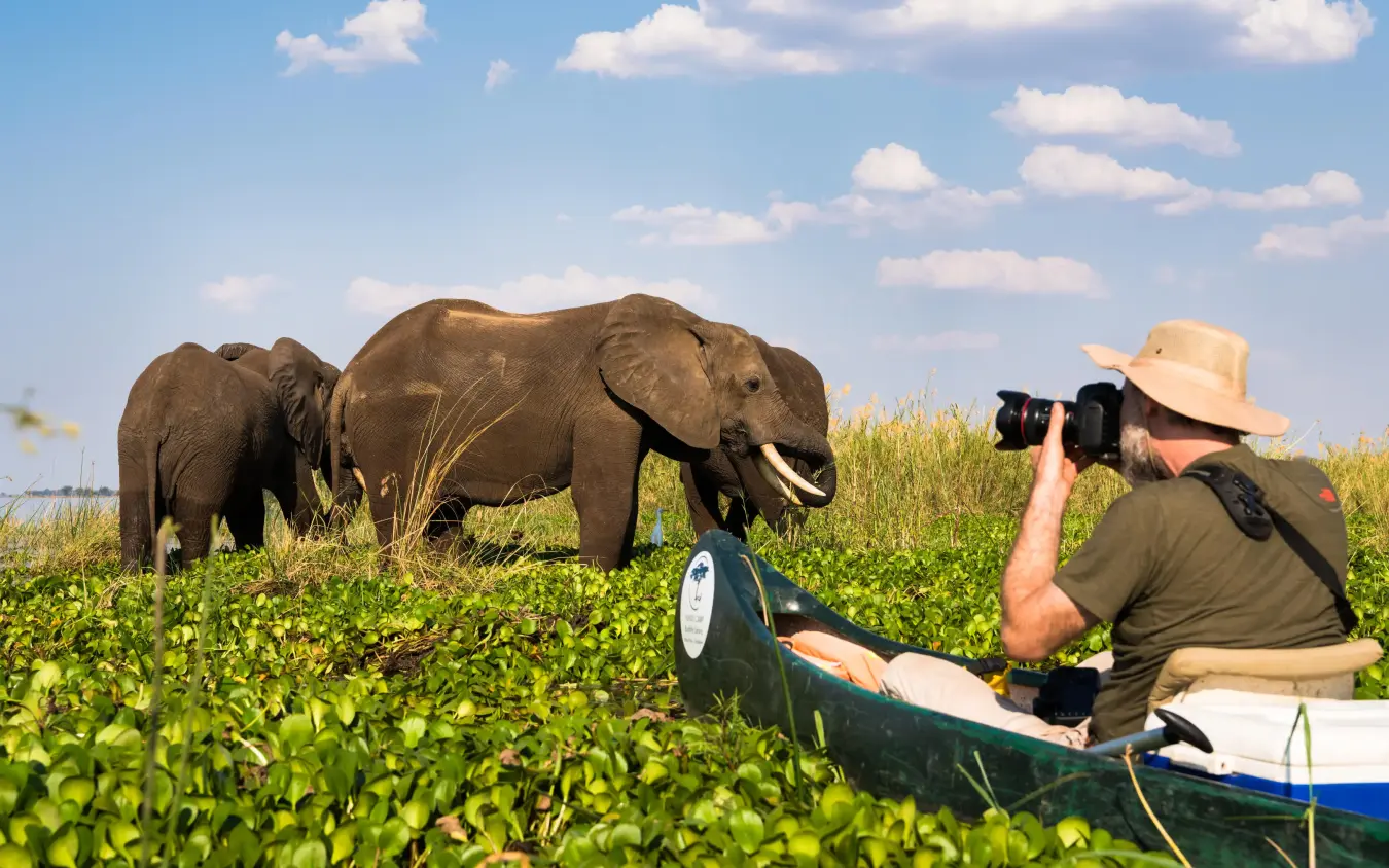 Guest photographing elephants from boat in wetland, Little Vundu, Mana Pools, Zimbabwe