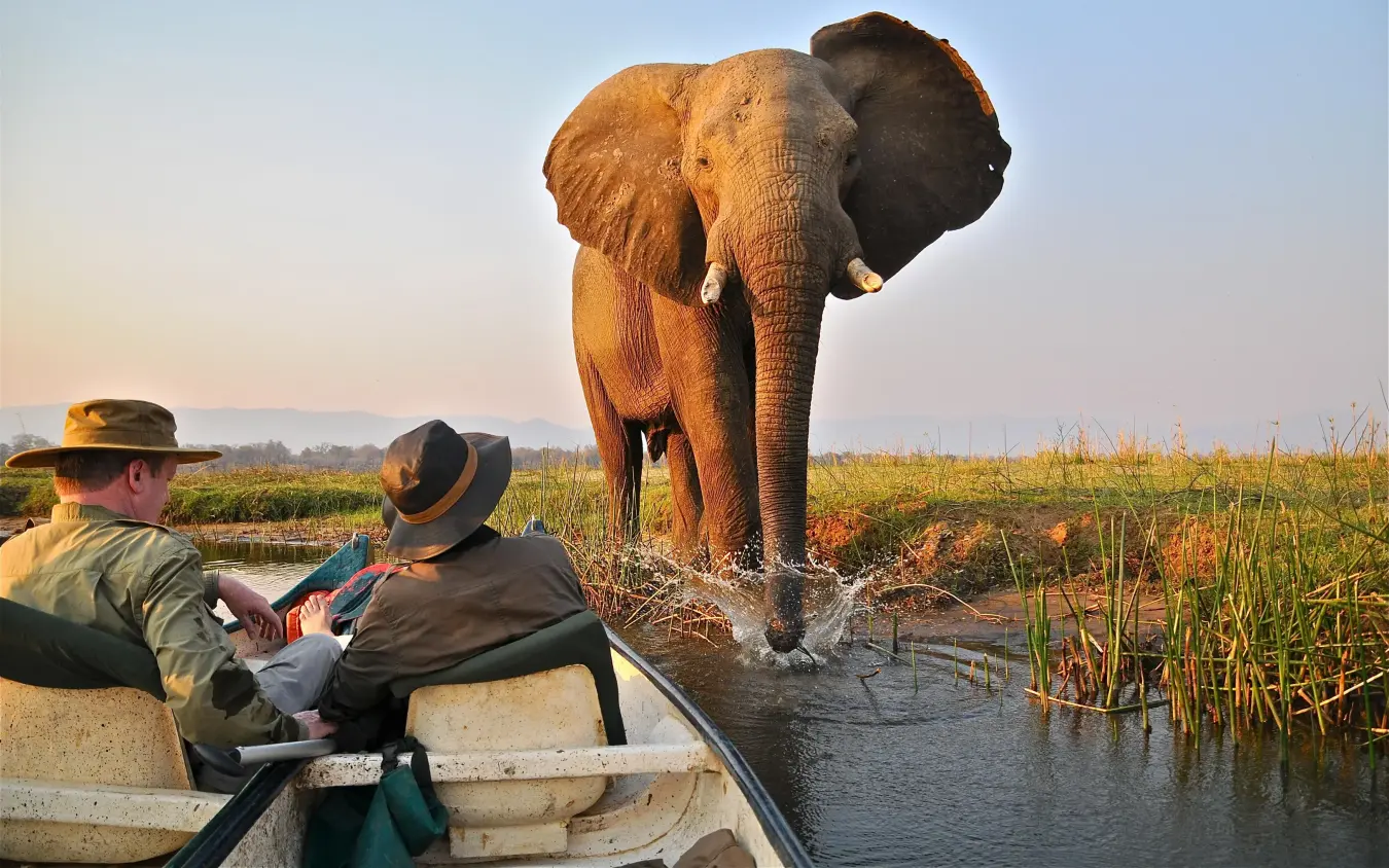Guests in boat observing elephant bathing in water, Mana Pools, Zimbabwe
