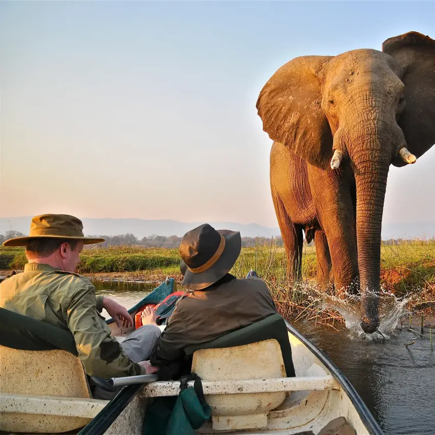 Guests in boat observing elephant bathing in water, Little Vundu, Mana Pools, Zimbabwe