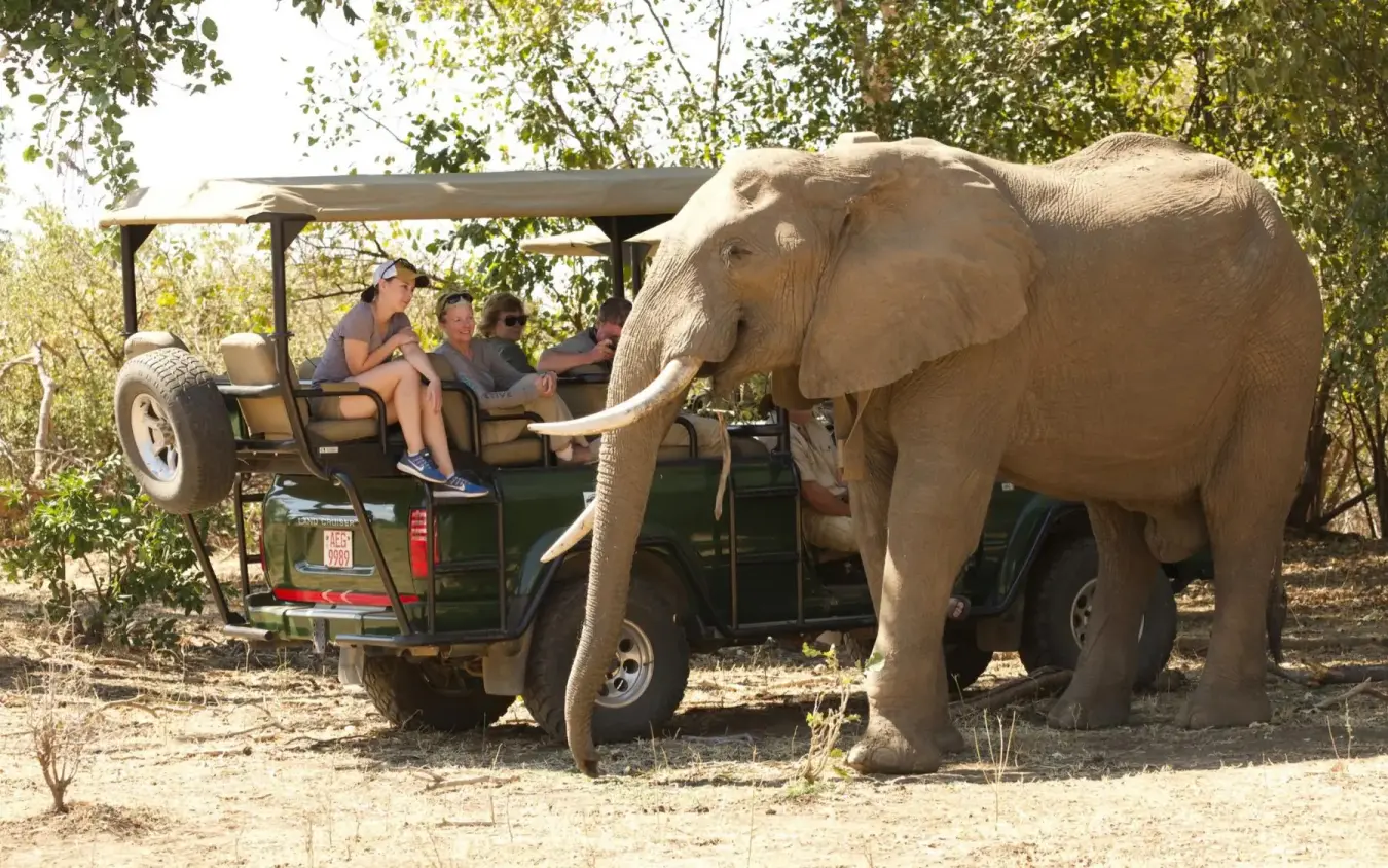 Tourists on safari vehicle interacting with elephant, Little Vundu, Mana Pools, Zimbabwe