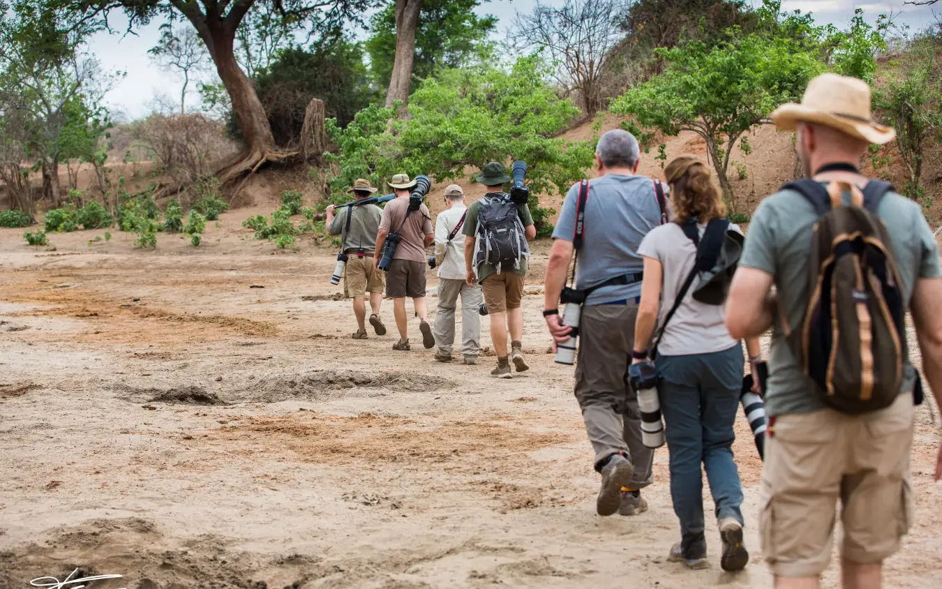Walking safari group trekking through woodland savanna landscape, Little Vundu, Mana Pools, Zimbabwe