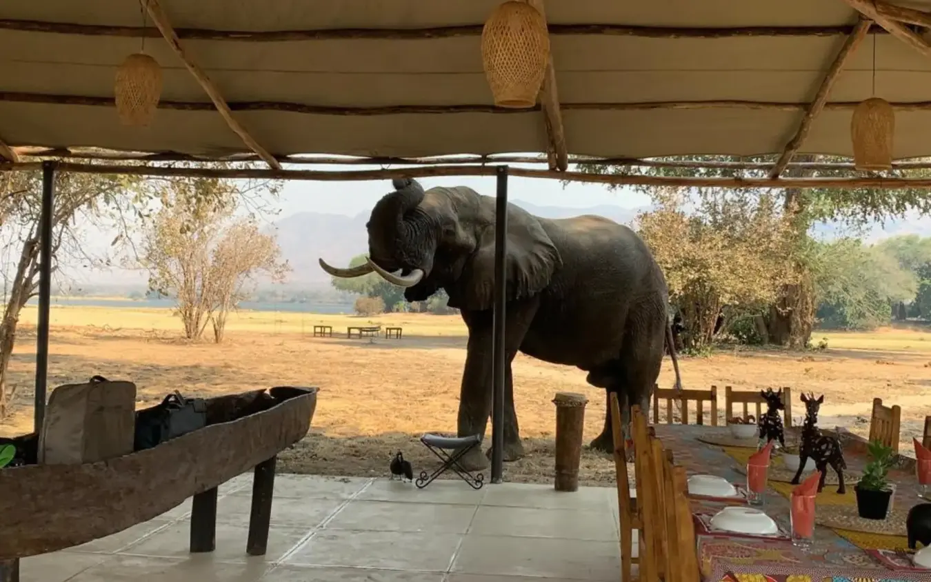 Elephant interacting with guests under safari lodge shelter, Little Vundu, Mana Pools, Zimbabwe
