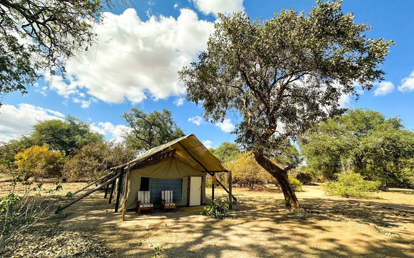 Canvas safari tent under acacia tree with blue sky, Little Vundu, Mana Pools, Zimbabwe