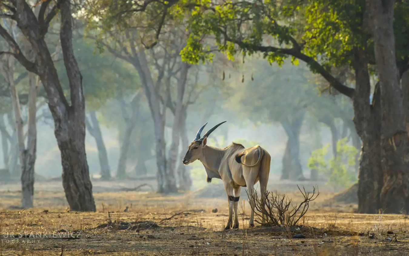 Antelope standing in tree-lined savanna clearing, Little Vundu, Mana Pools, Zimbabwe