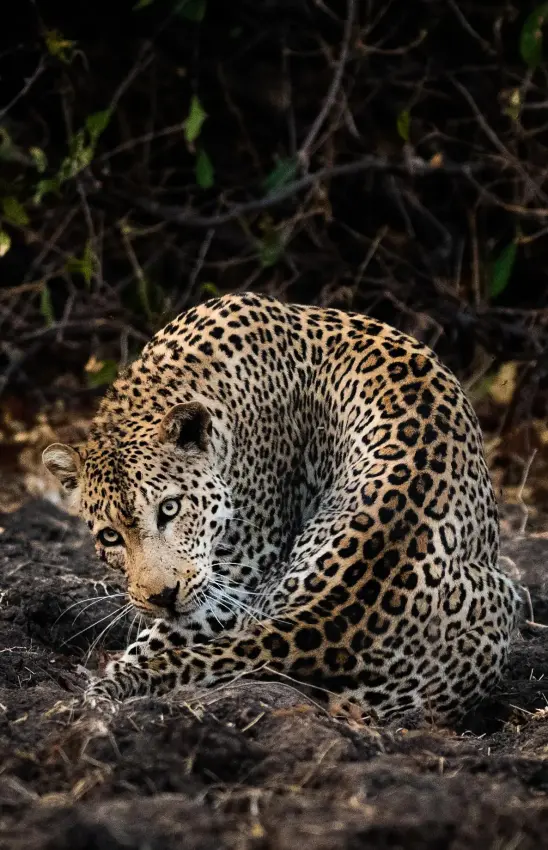Leopard on dark ground among sparse vegetation, Little Vundu, Mana Pools, Zimbabwe
