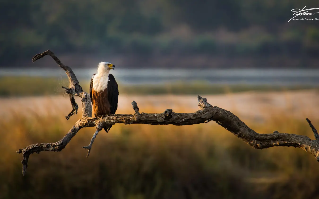 African fish eagle perched on gnarled branch over water, Little Vundu, Mana Pools, Zimbabwe