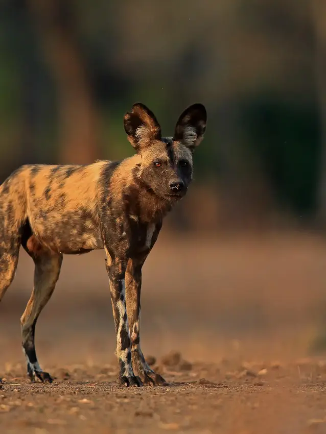 African wild dog standing alert on sandy ground, Little Vundu, Mana Pools, Zimbabwe