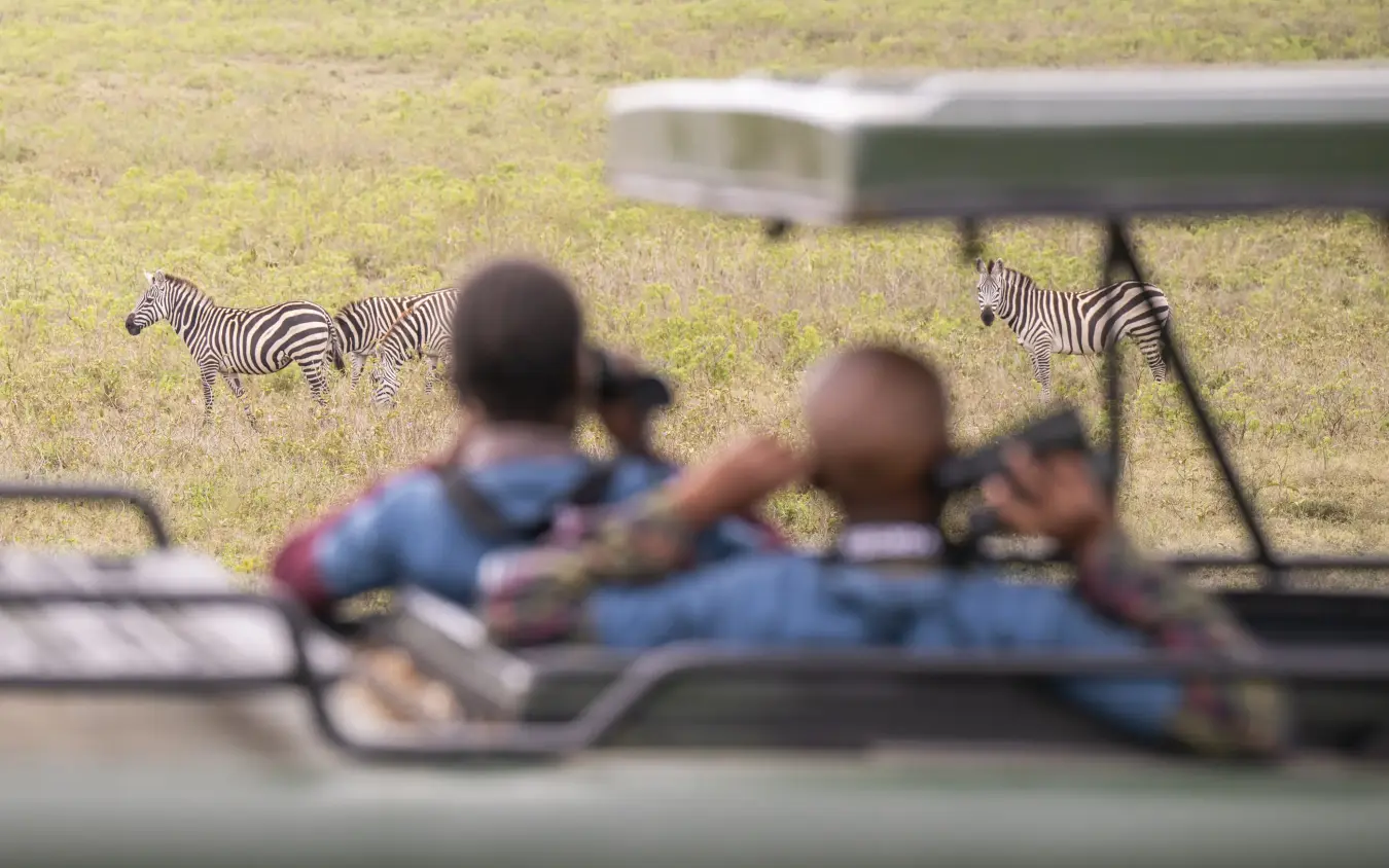 Safari guests viewing zebras from open vehicle on grassland, Loldia House, Rift Valley Lakes, Kenya