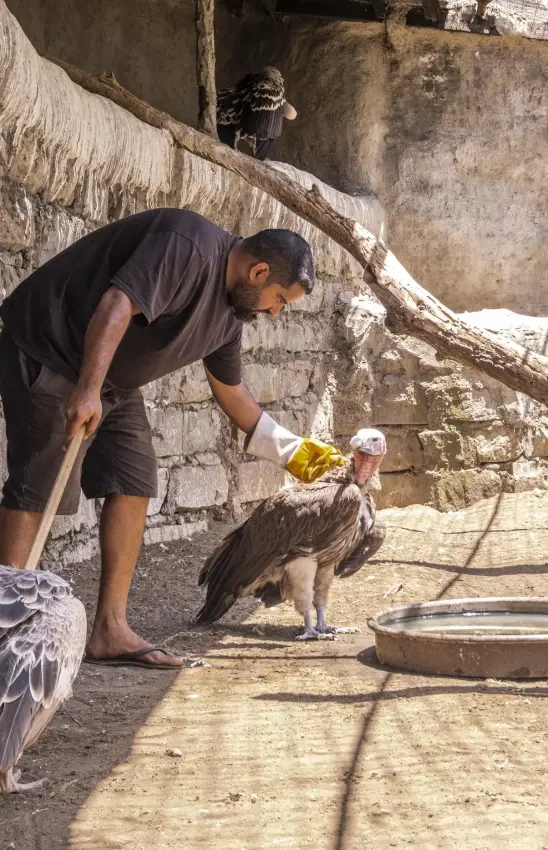 Man feeding eagle in courtyard with stone walls, Loldia House, Rift Valley Lakes, Kenya