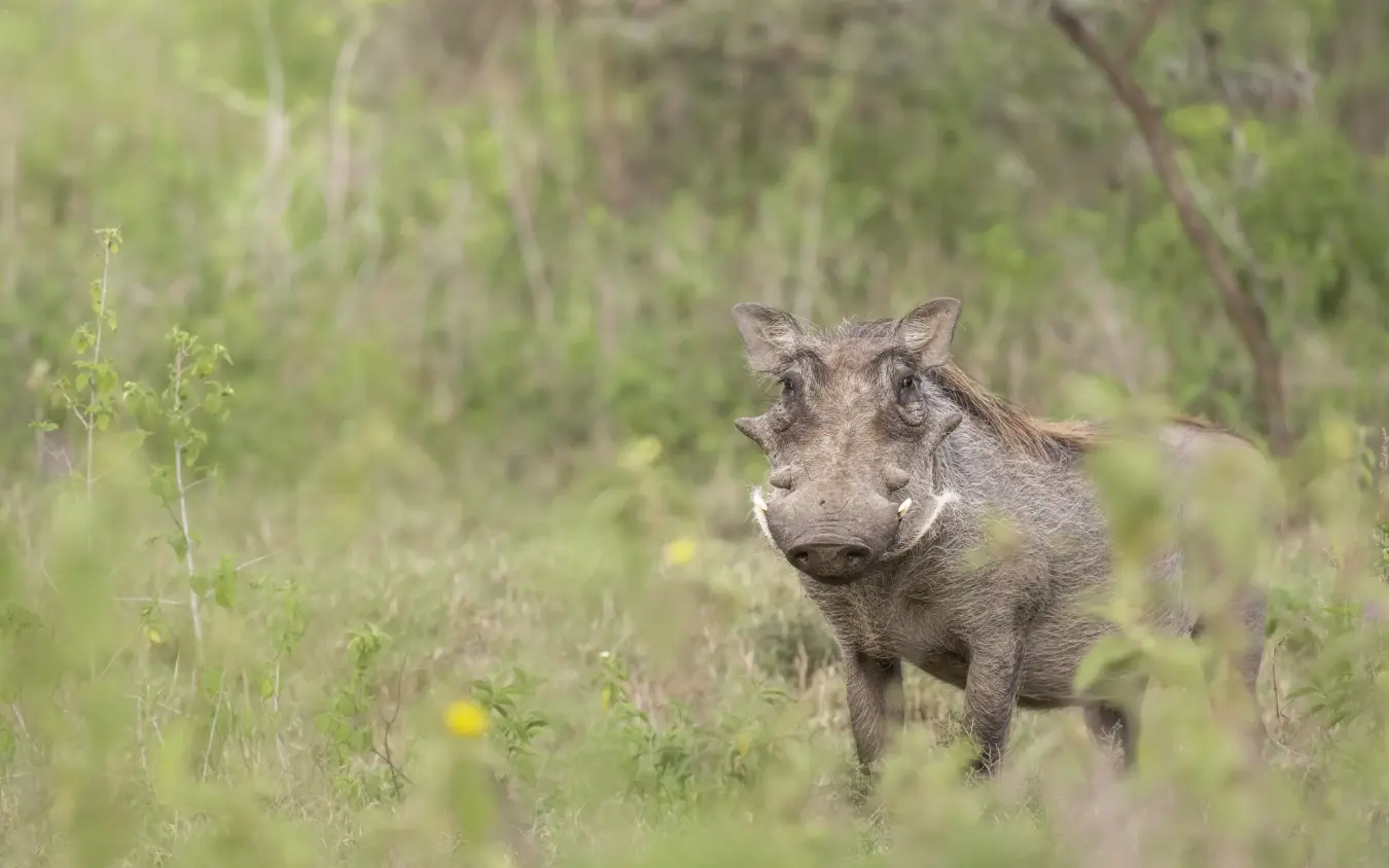 Warthog walking through savanna grassland and shrubland habitat, Loldia House, Rift Valley Lakes, Kenya