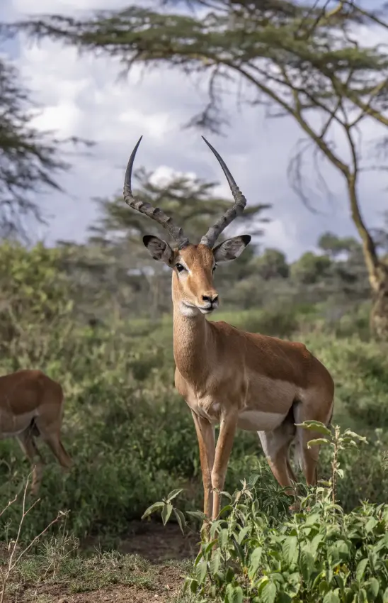 Impala with long spiraled horns standing in savanna woodland during daytime, Rift Valley Lakes, Kenya