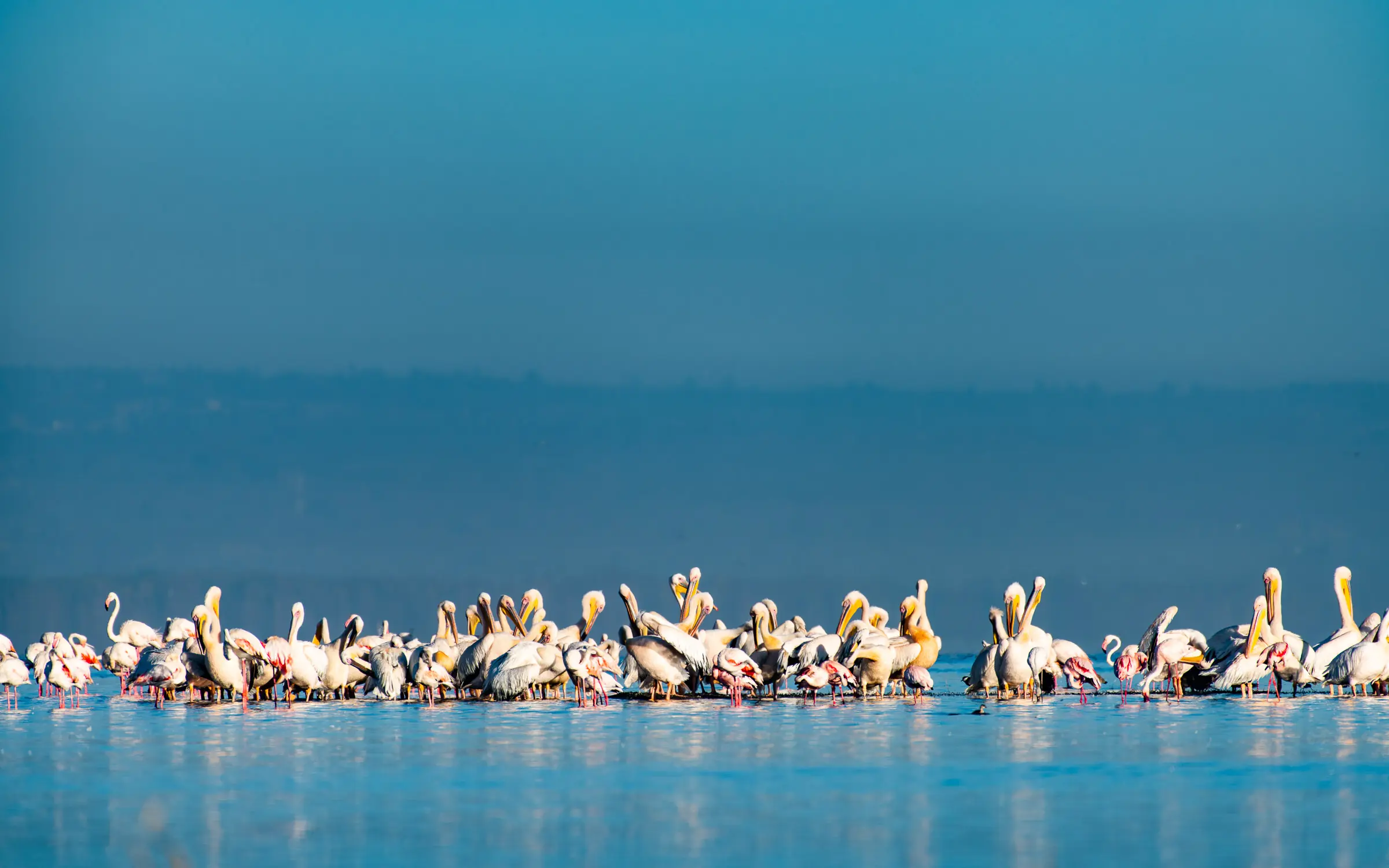 Large flock of pelicans gathered in shallow water at rest, Kenya