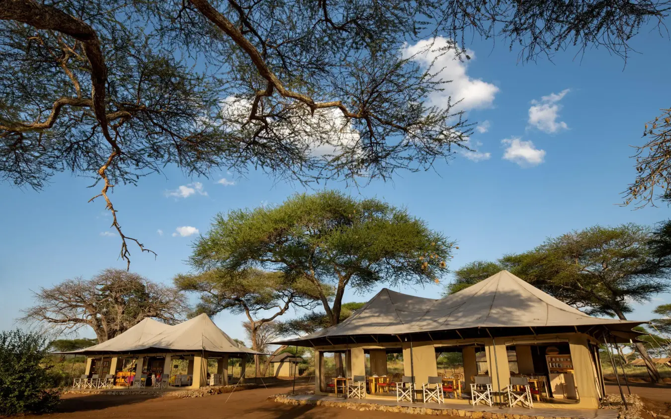 Canvas tents with acacia trees under blue sky, Lolkisale Camp, Tarangire National Park, Tanzania