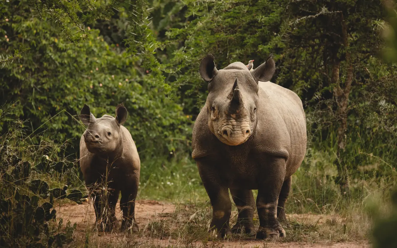 Adult rhinoceros with calf on dirt road surrounded by vegetation, Magashi Camp, Akagera National Park, Rwanda