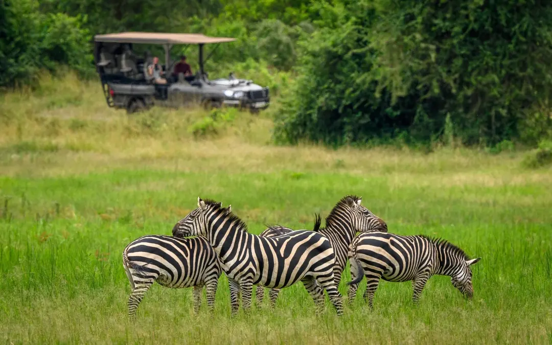 Zebra family grazing while safari vehicle observes nearby, Rwanda