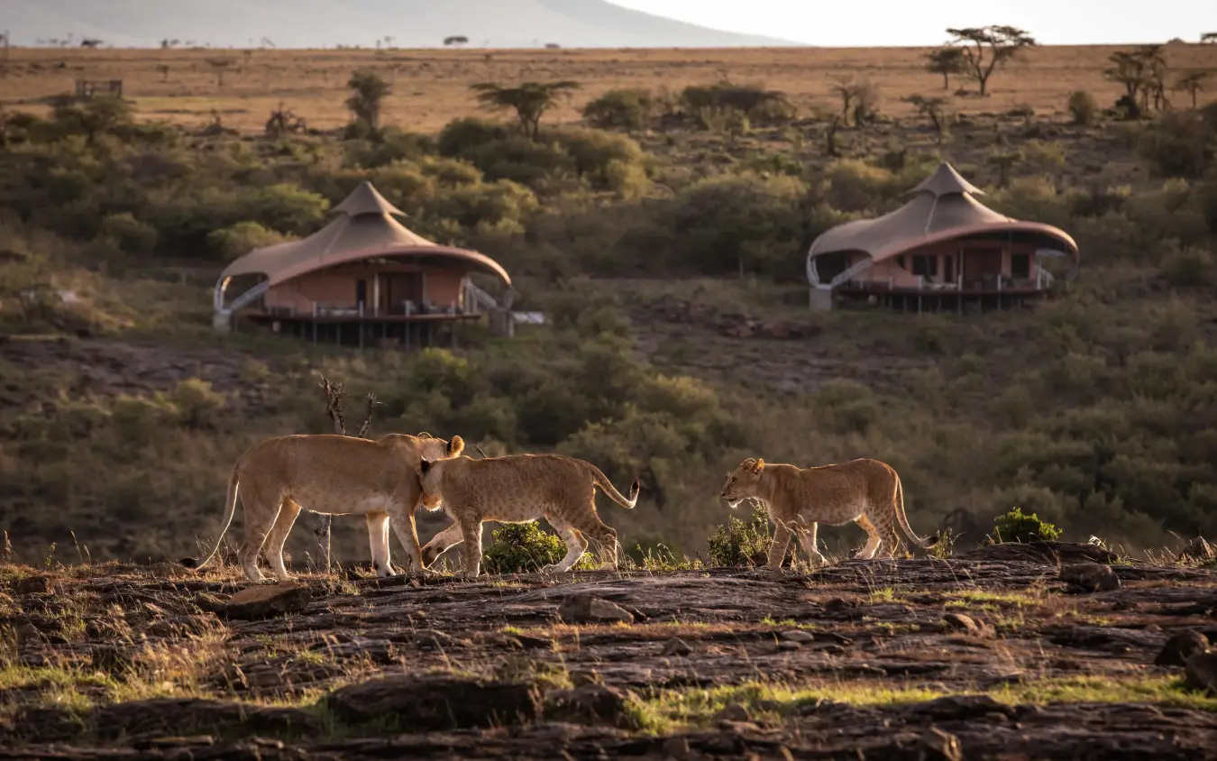 Lions walking past distinctive tent-shaped lodge structures, Mahali Mzuri, Maasai Mara, Kenya