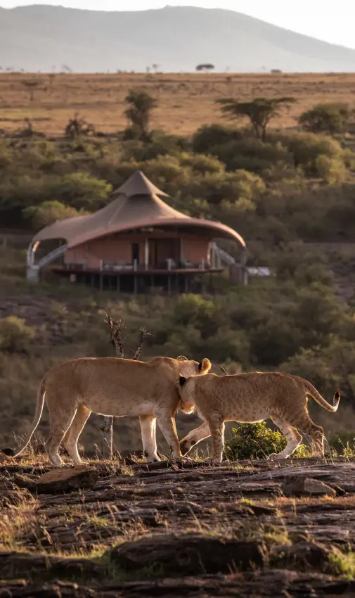 Lions walking past distinctive tent-shaped lodge structures, Mahali Mzuri, Maasai Mara, Kenya