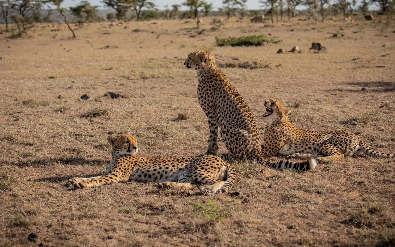 Cheetah family resting on arid savanna landscape, Mahali Mzuri, Maasai Mara, Kenya