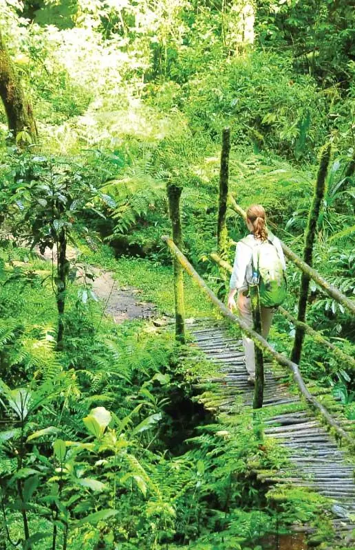 Guests walking on wooden boardwalk through lush forest, Mahogany Springs, Bwindi Impenetrable Forest, Uganda