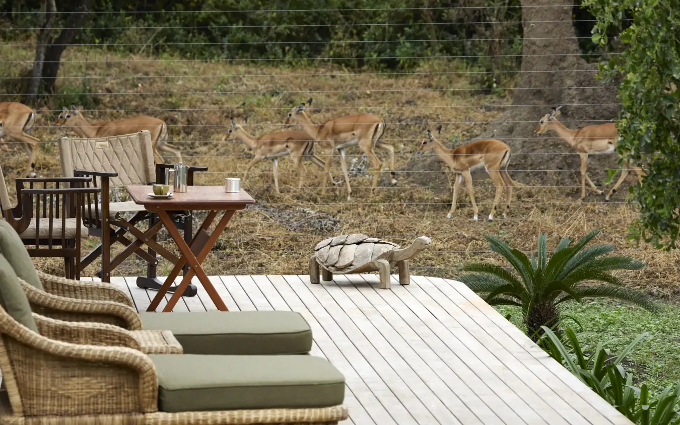 Impala herd grazing beyond luxury deck with lounge seating, Mama Simba, Arusha, Tanzania