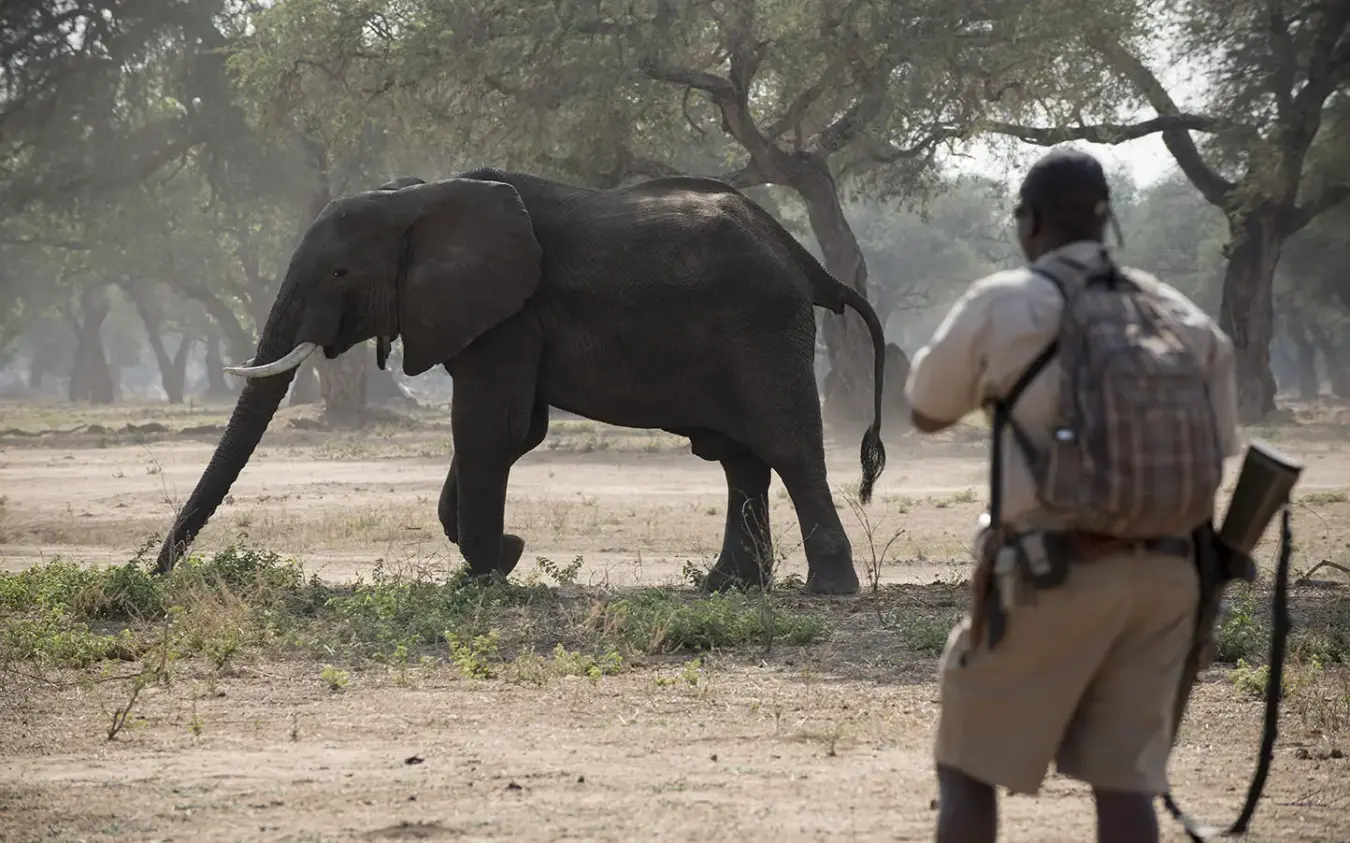 Guide approaching elephant on foot during safari walk, Zambezi Expeditions, Mana Pools, Zimbabwe