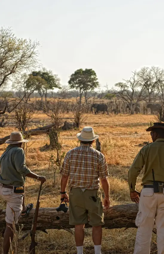Walking safari guides lead group across dry savanna landscape, Zambezi Expeditions, Mana Pools, Zimbabwe