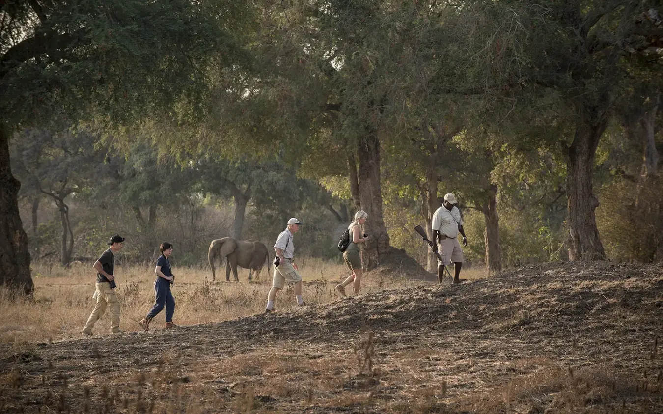 Walking safari group with elephant in woodland savanna, Zambezi Expeditions, Mana Pools, Zimbabwe