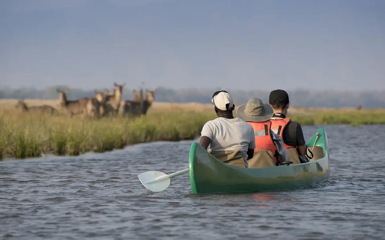 Three guests paddling green canoe on river with giraffes nearby, Zambezi Expeditions, Mana Pools, Zimbabwe