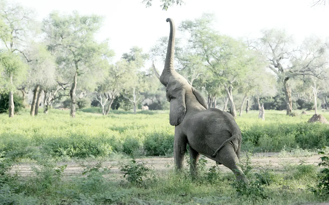 African elephant with raised trunk in savanna woodland, Zambezi Expeditions, Mana Pools, Zimbabwe