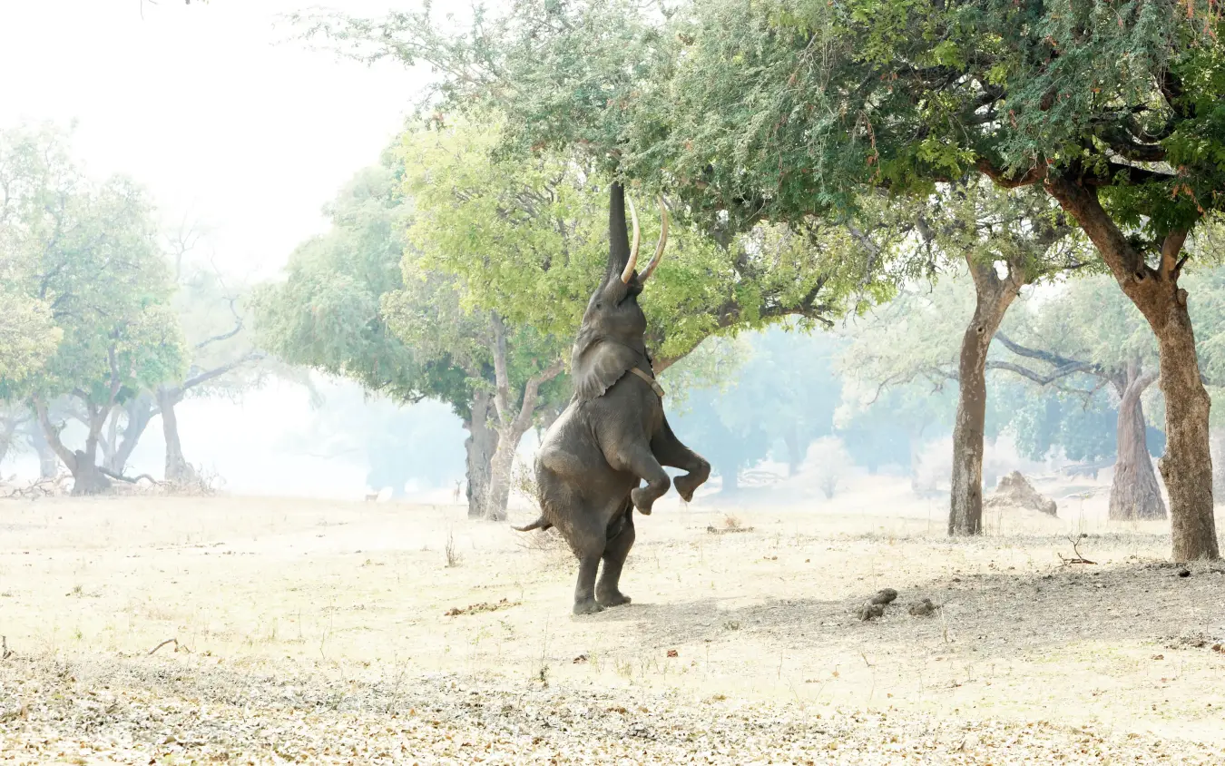 Elephant standing on hind legs reaching for tree leaves, Zambezi Expeditions, Mana Pools, Zimbabwe
