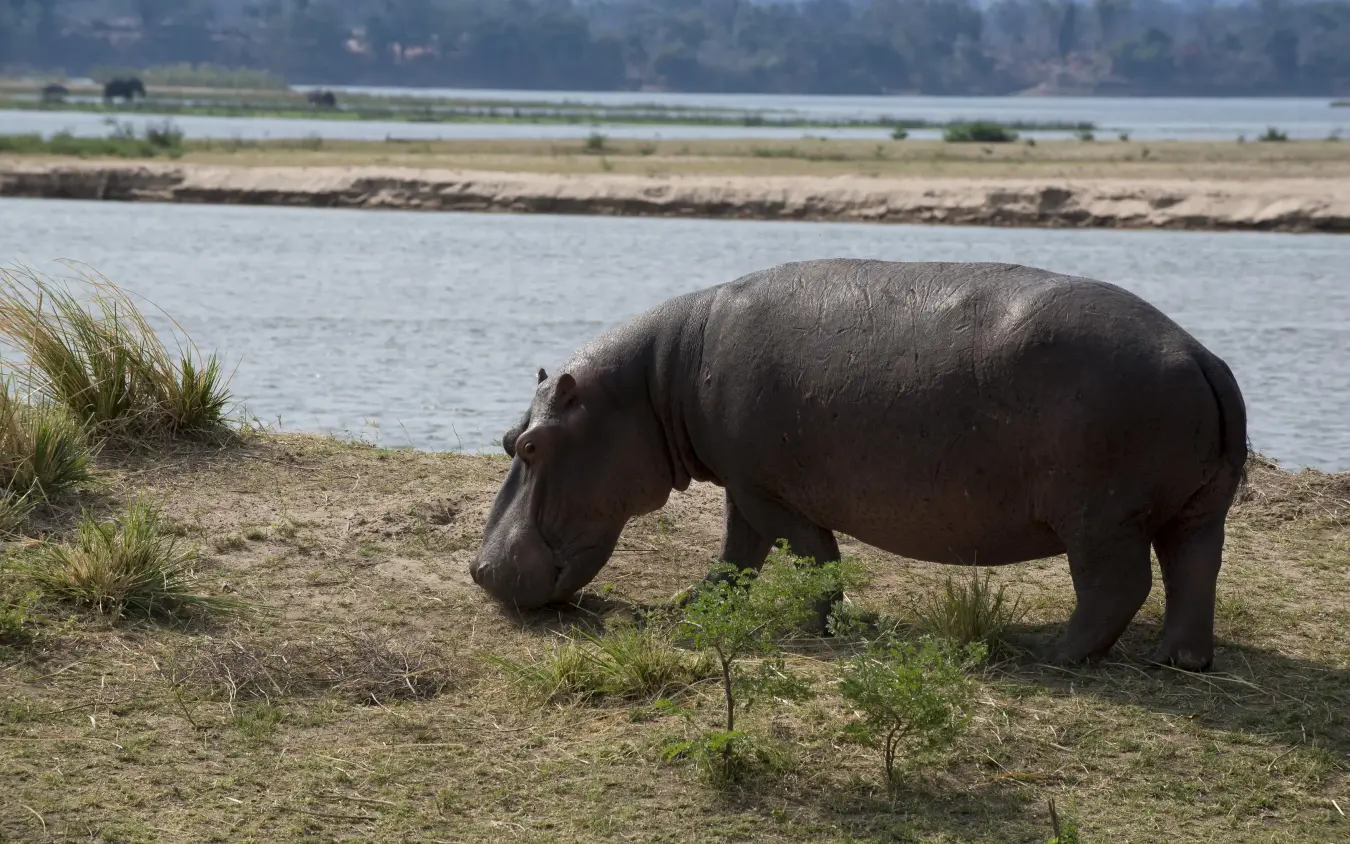 Hippopotamus grazing on riverbank with water behind, Zambezi Expeditions, Mana Pools, Zimbabwe