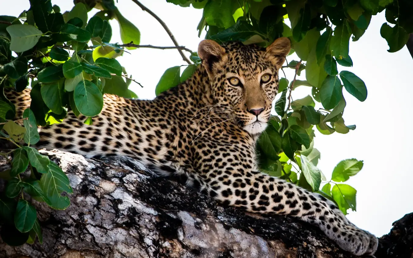 Leopard resting on tree branch with green foliage, Zambezi Expeditions, Mana Pools, Zimbabwe