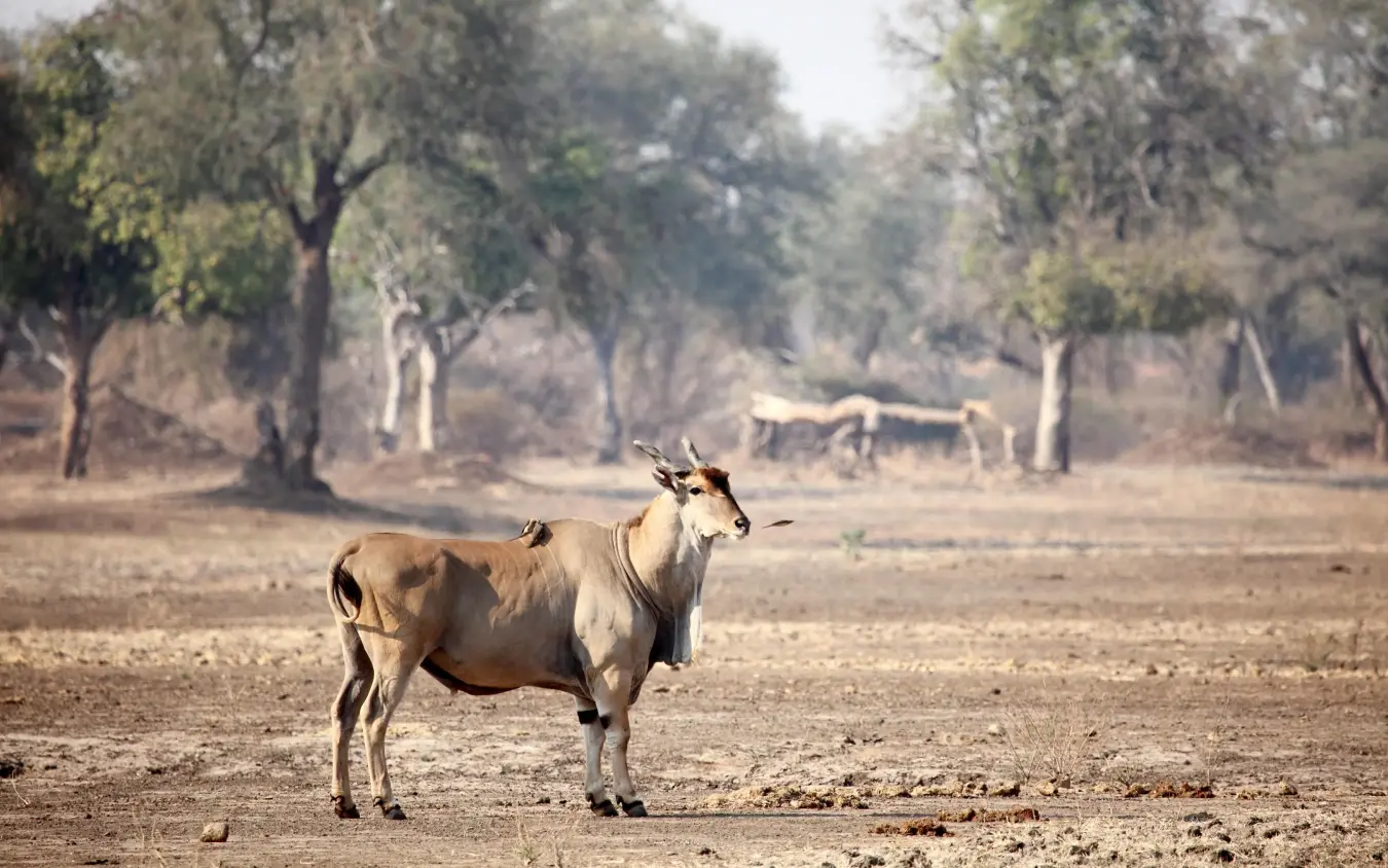 Antelope standing in dry savanna woodland landscape, Zambezi Expeditions, Mana Pools, Zimbabwe