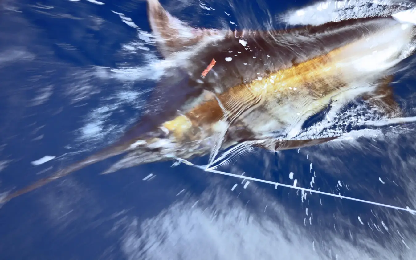 Marlin being reeled in during deep sea fishing, Manda Bay, Lamu Archipelago, Kenya