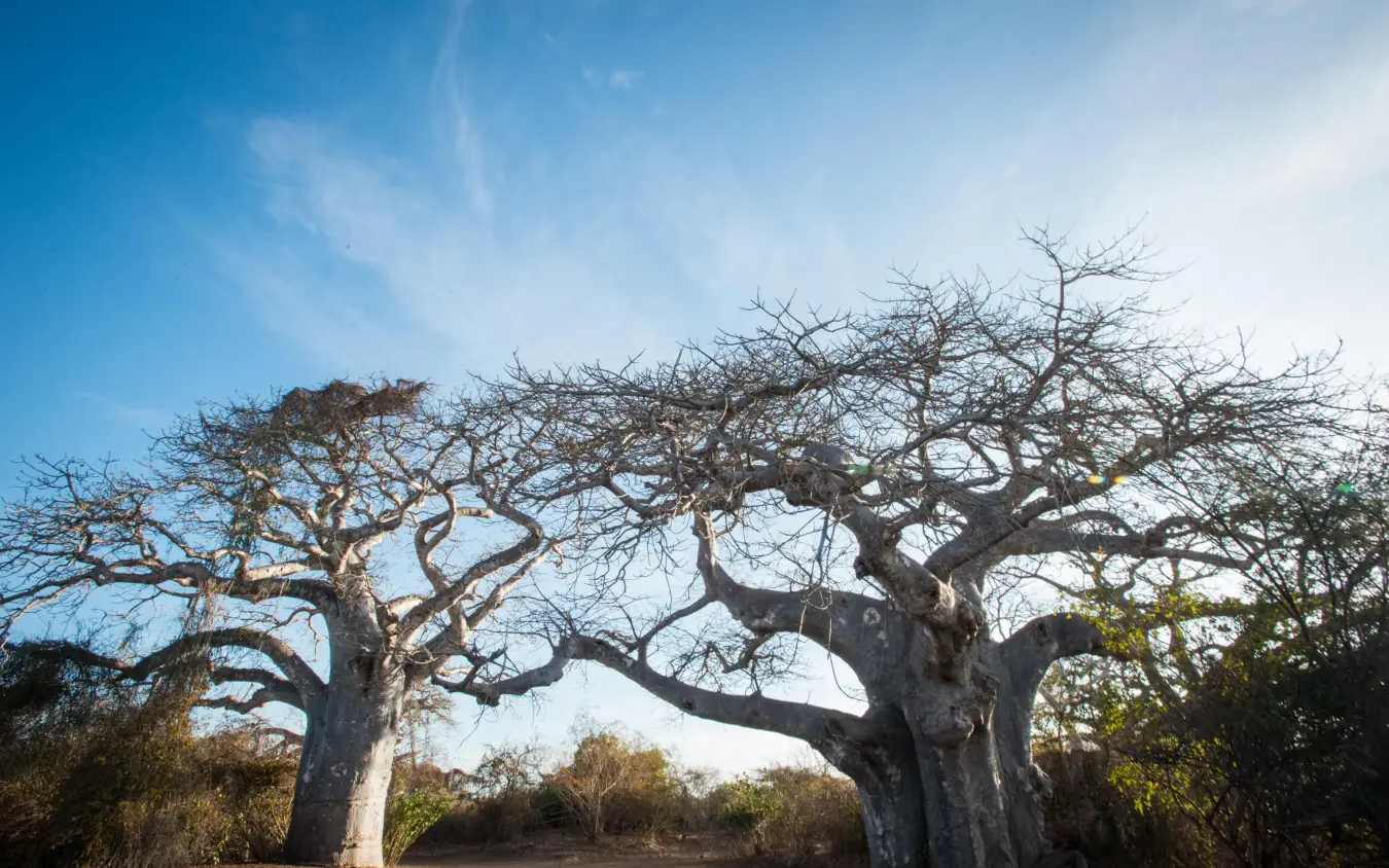 Ancient baobab trees with intertwined branches and clear sky, Manda Bay, Lamu Archipelago, Kenya