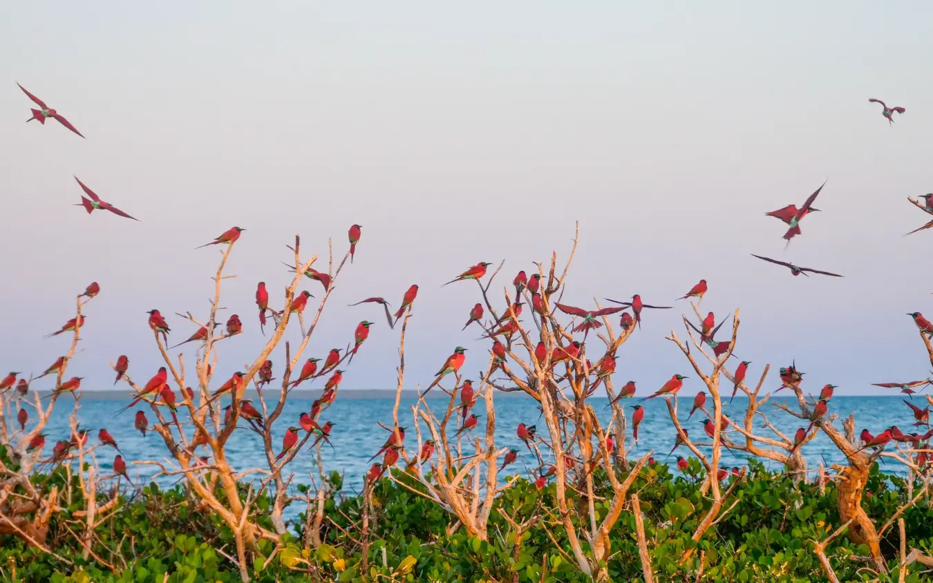 Large flock of red birds perched on coastal vegetation, Manda Bay, Lamu Archipelago, Kenya