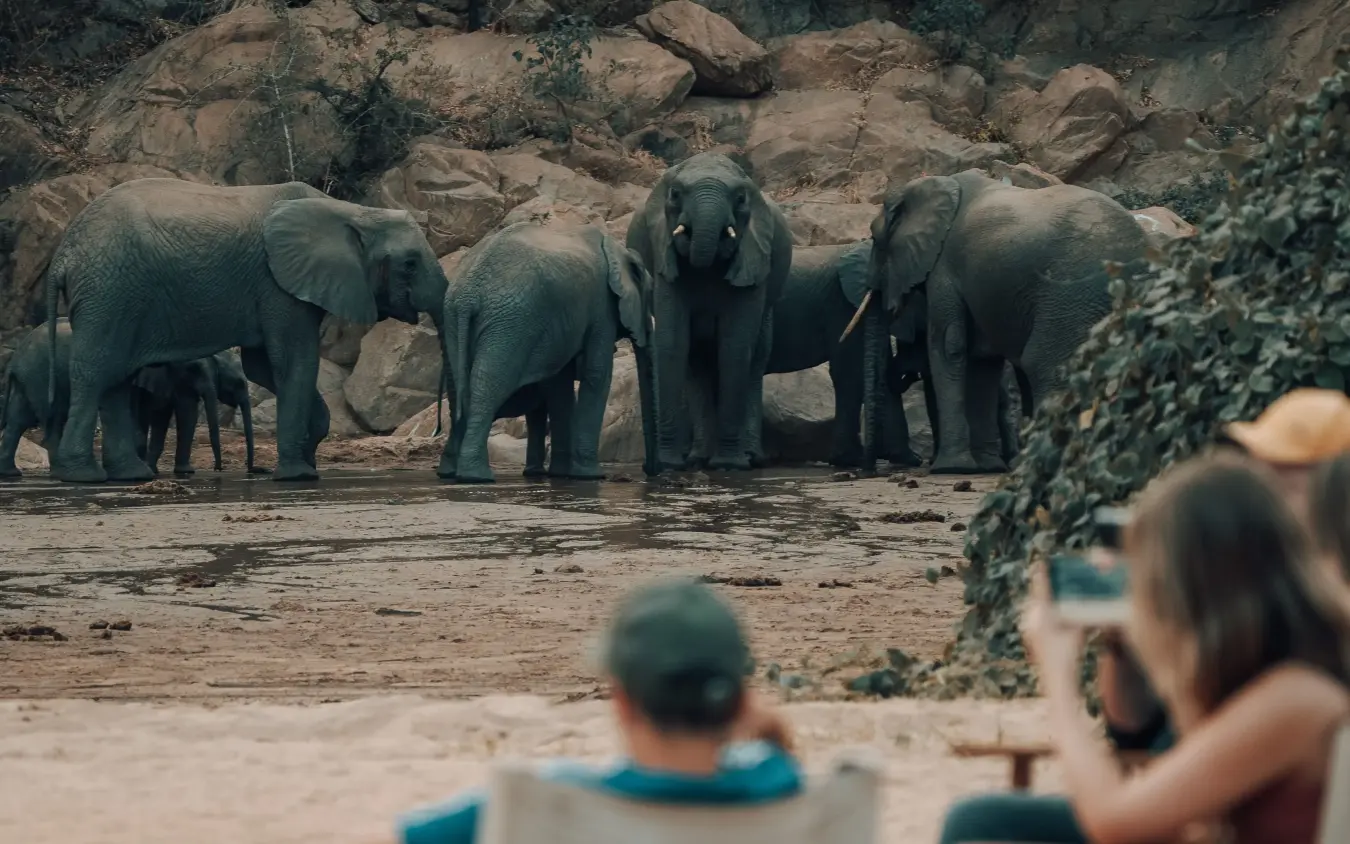 Guests observe elephants at watering hole from lodge viewpoint, Tanzania